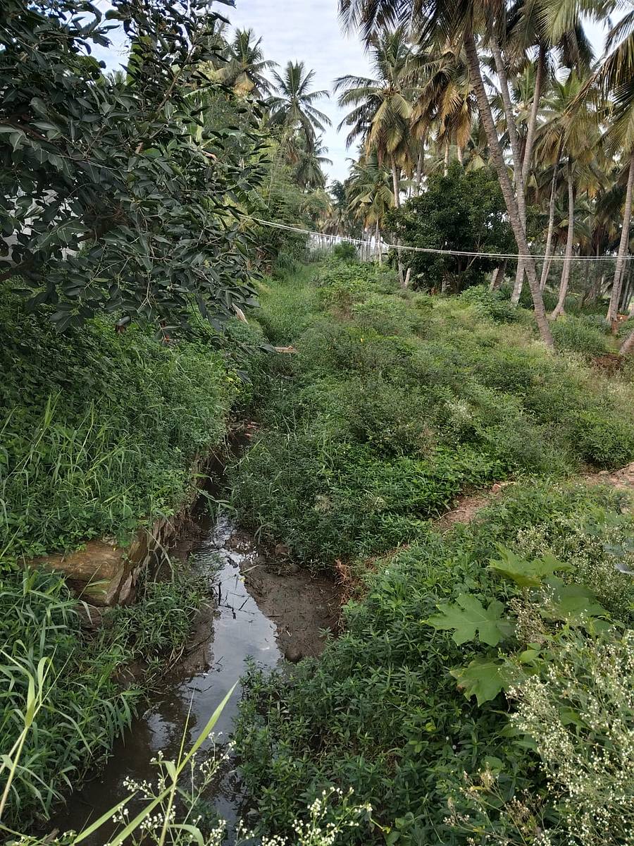 ಹಾರೋಹಳ್ಳಿ ತಾಲ್ಲೂಕಿನ ಹನುಮನಹಳ್ಳಿ ಗ್ರಾಮದ ಬಳಿ ಸುವರ್ಣಮುಖಿ ಎಡದಂಡೆ ನಾಲೆಯಲ್ಲಿ ದುರಸ್ತಿಯಿಲ್ಲದೆ ಗಿಡಗಂಟೆ ಬೆಳೆದಿರುವುದು