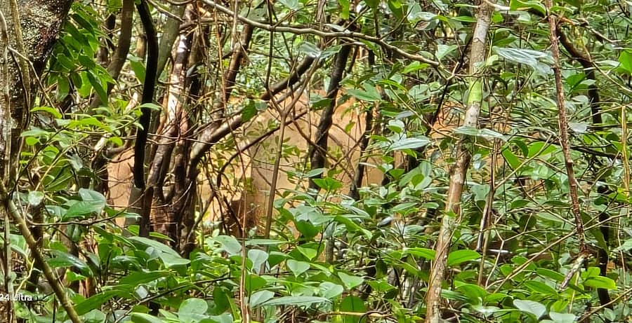 ಶೃಂಗೇರಿ ತಾಲ್ಲೂಕಿನ ಅಣ್ಣುಕೊಡಿಗೆಯ ಚಿತ್ರವಳ್ಳಿಯ ಕಾಡಿನ ಸಮೀಪ ಪುಂಡಾನೆ ಕಾಣಿಸಿಕೊಂಡಿದೆ