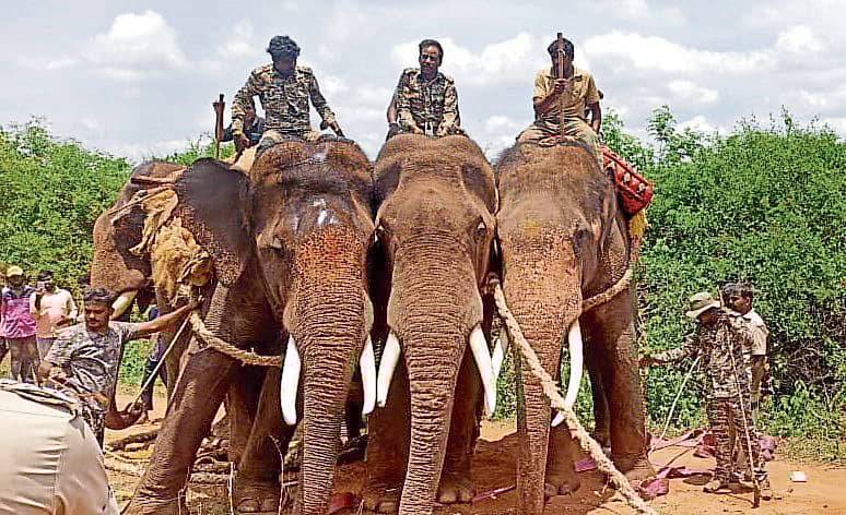 <div class="paragraphs"><p> ಕಾಡಾನೆ ಸೆರೆ ಕಾರ್ಯಾಚರಣೆಯ ದೃಶ್ಯ&nbsp;&nbsp;(ಸಂಗ್ರಹ ಚಿತ್ರ)</p></div>