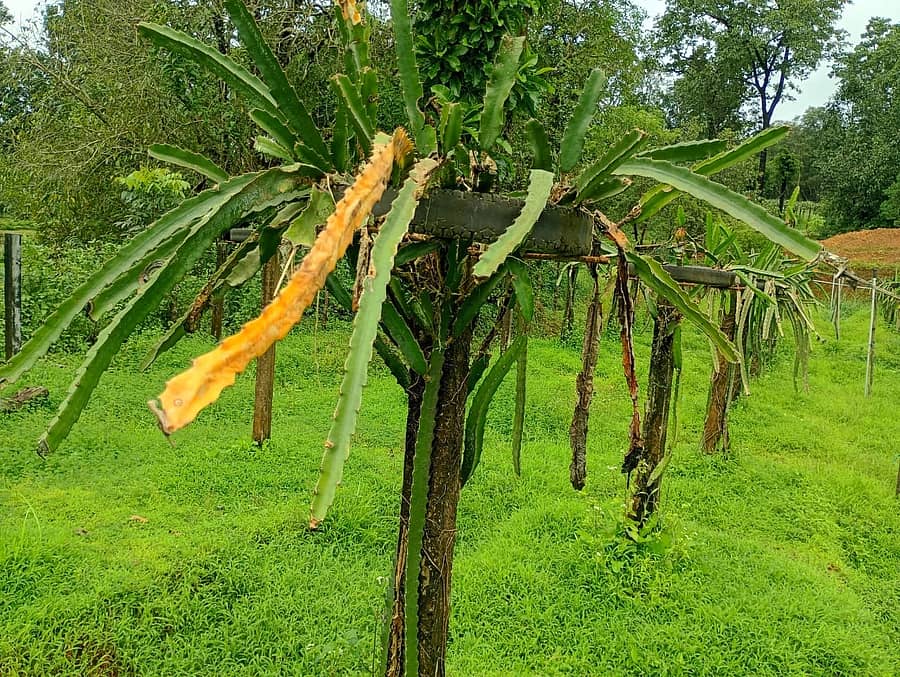 ಡ್ರ್ಯಾಗನ್‌ ಫ್ರೂಟ್‌ ಗಿಡಕ್ಕೆ ತುಕ್ಕು ಶಿಲೀಂಧ್ರ ರೋಗ ಬಾಧಿಸಿರುವುದು