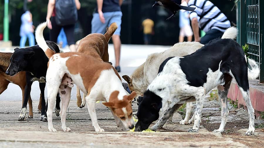 <div class="paragraphs"><p>ಬೀದಿ ನಾಯಿಗಳು</p></div>