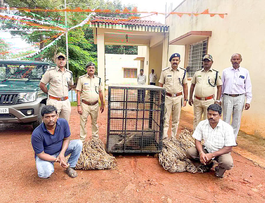 31-ಸವದತ್ತಿ-01 : ತಾಲೂಕಿನ ಅರಣ್ಯ ಪ್ರದೇಶದಲ್ಲಿ ಸೆರೆಹಿಡಿದ ಕಾಡುಹಂದಿ ಹಾಗೂ ಇಬ್ಬರು ಆರೋಪಿತರೊಂದಿಗೆ ವಲಯ ಅರಣ್ಯಾಧಿಕಾರಿ ಸಂಜೀವ ಸಂಶುದ್ಧಿ ಹಾಗೂ ಅಧಿಕಾರಿಗಳು.