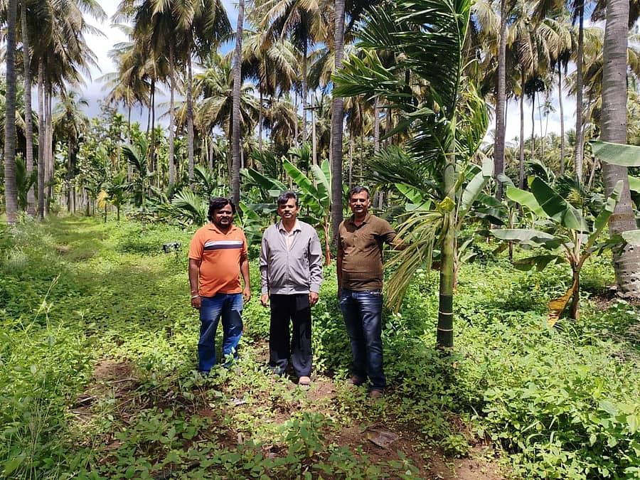 ಯಳಂದೂರು ತಾಲೂಕಿನ ಯರಗಂಬಳ್ಳಿ ಗ್ರಾಮದ ವರ ವಲಯದ ತೆಂಗಿನ ತಾಕಿನಲ್ಲಿ ಕಪ್ಪು ತಲೆ ಹುಳ ಬಾಧೆಗೆ ಒಳಗಾದ ತೆಂಗಿನ ಮರಗಳನ್ನು ಅಧಿಕಾರಿಗಳು ವೀಕ್ಷಿಸಿದರು