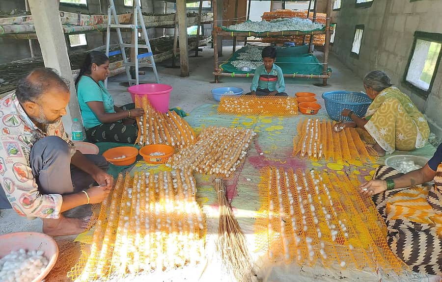 <div class="paragraphs"><p>&nbsp;ರೇಷ್ಮೆ ಸಾಕಣೆಯಲ್ಲಿ ನಿರತ&nbsp;ತುರುವೇಕೆರೆ ತಾಲ್ಲೂಕಿನ ನೀರಗುಂದದ ರೈತ ರವಿಕುಮಾರ್ ಕುಟುಂಬ</p></div>