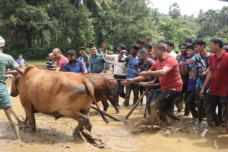 ಸ್ಪೀಕರ್ ಯು.ಟಿ.ಖಾದರ್ ಅವರು ಉಳುಮೆ ನಡೆಸಿ ಕಾರ್ಯಕ್ರಮಕ್ಕೆ ಚಾಲನೆ ನೀಡಿದರು
