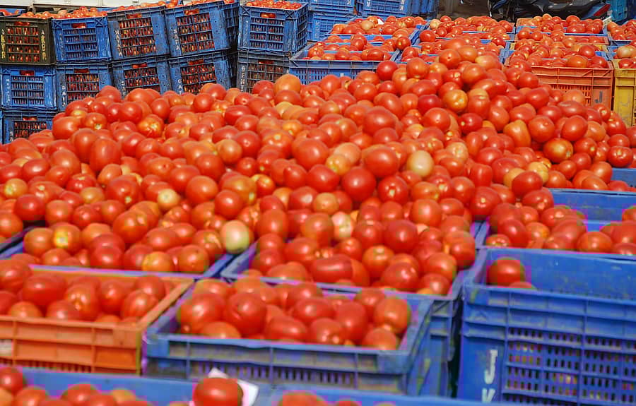 ಕೋಲಾರ ಎಂಪಿಎಂಸಿ ಮಾರುಕಟ್ಟೆಯಲ್ಲಿ ಟೊಮೆಟೊ ಹರಾಜು