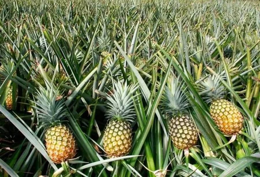 <div class="paragraphs"><p>ಶಿರಸಿಯ ಬನವಾಸಿ ಭಾಗದಲ್ಲಿ ಬೆಳೆಯುವ ಅನಾನಸ್ </p></div>