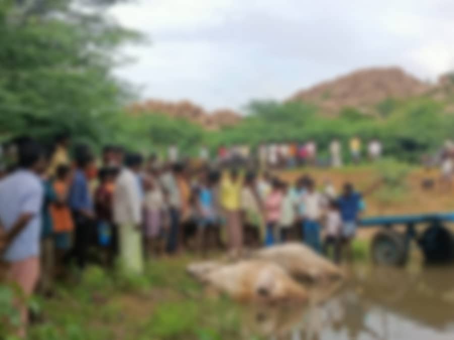 <div class="paragraphs"><p>ಕೆರೆಯಲ್ಲಿ ಮುಳುಗಿ ಎತ್ತುಗಳ ಸಾವು</p></div>