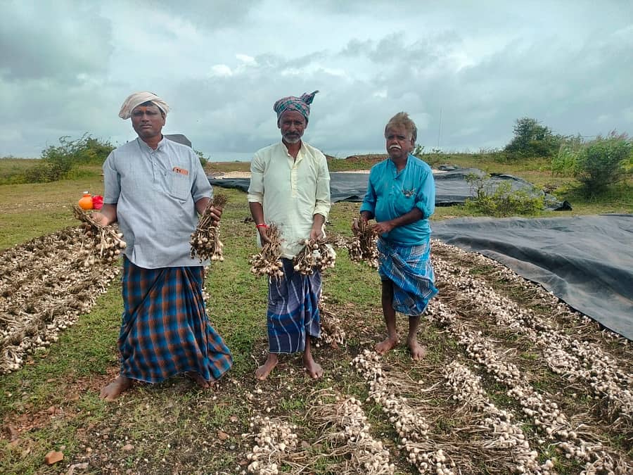 ಸತತ ಮಳೆಗೆ ಹಾಳಾದ ಬೆಳ್ಳುಳ್ಳಿ ತೋರಿಸುತ್ತಿರುವ ಲಕ್ಷ್ಮೇಶ್ವರ ತಾಲ್ಲೂಕು ರಾಮಗೇರಿ ಗ್ರಾಮದ ರೈತರು
