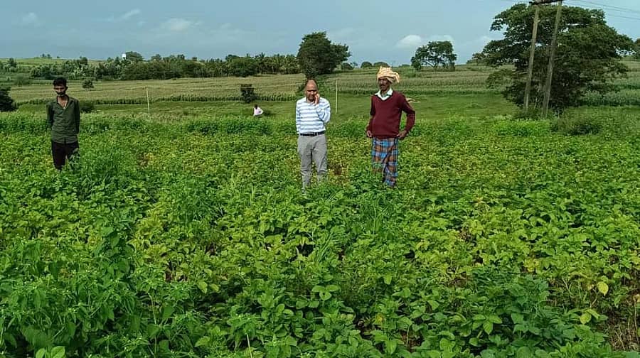 ಅರಕಲಗೂಡು ತಾಲ್ಲೂಕು ಹುಲ್ಲಂಗಾಲ ಮತ್ತು ಬೈಚನಹಳ್ಳಿ ಗ್ರಾಮಗಳಲ್ಲಿ ನೂತನ ತಳಿ ಕುಫ್ರಿ ಕರಣ್ ಆಲೂಗೆಡ್ಡೆ ಬೆಳೆ ತಾಕುಗಳನ್ನು ಜಿಲ್ಲಾ ತೋಟಗಾರಿಕೆ ಉಪನಿರ್ದೇಶಕ ಎಚ್. ಆರ್. ಯೋಗೇಶ್ ವೀಕ್ಷಿಸಿದರು