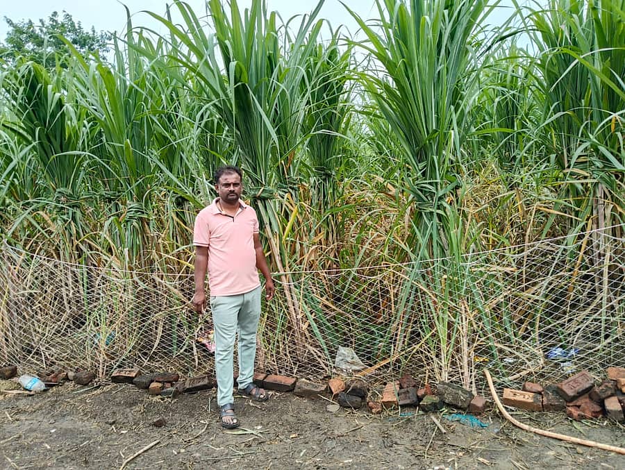 ಕಮಲನಗರ ತಾಲ್ಲೂಕಿನ ಮದನೂರ ಗ್ರಾಮದಲ್ಲಿ ಪದವೀಧರ ಯುವ ರೈತ ಜಯಪ್ರಕಾಶ ಬಿರಾದಾರ ಅವರ ಹೊಲದಲ್ಲಿ ಬೆಳೆದ ಕಬ್ಬು ಬೆಳೆ