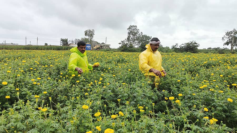 ಹಾವೇರಿ ತಾಲ್ಲೂಕಿನ ಕಬ್ಬೂರಿನ ಹೊಲದಲ್ಲಿ ಬೆಳೆದಿರುವ ಚೆಂಡು ಹೂವು ಬಿಡಿಸುತ್ತಿರುವ ರೈತರು – ಪ್ರಜಾವಾಣಿ ಚಿತ್ರ / ಮಾಲತೇಶ ಇಚ್ಚಂಗಿ