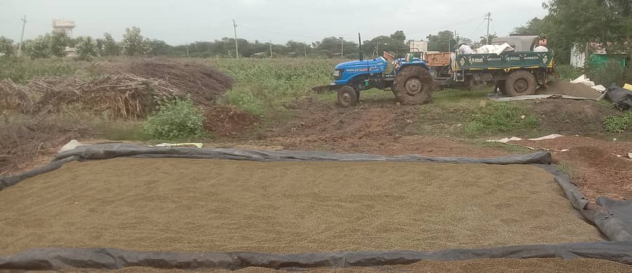 ನರಗುಂದ ತಾಲ್ಲೂಕಿನಲ್ಲಿ ಹೆಸರು ಕಾಳು ಒಣಗಲು ಹಾಕಿರುವ ದೃಶ್ಯ.