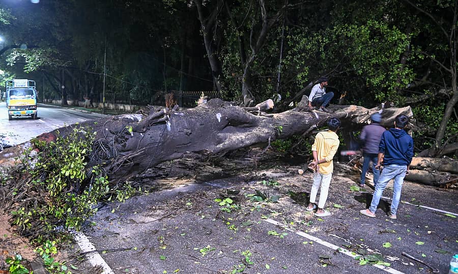 <div class="paragraphs"><p>ಗಾಳಿ ಮತ್ತು ಮಳೆಗೆ ನಗರದ ರಾಜಭವನ ರಸ್ತೆಯಲ್ಲಿ ಬೃಹತ್ ಗಾತ್ರದ ಮರವನ್ನು ರಸ್ತೆ ಮೇಲೆ ಬಿದ್ದಿತ್ತು ಕಾರ್ಮಿಕರು ಮರವನ್ನು ಕತ್ತರಿಸುತ್ತಿರುವ ದೃಶ್ಯ. </p></div>