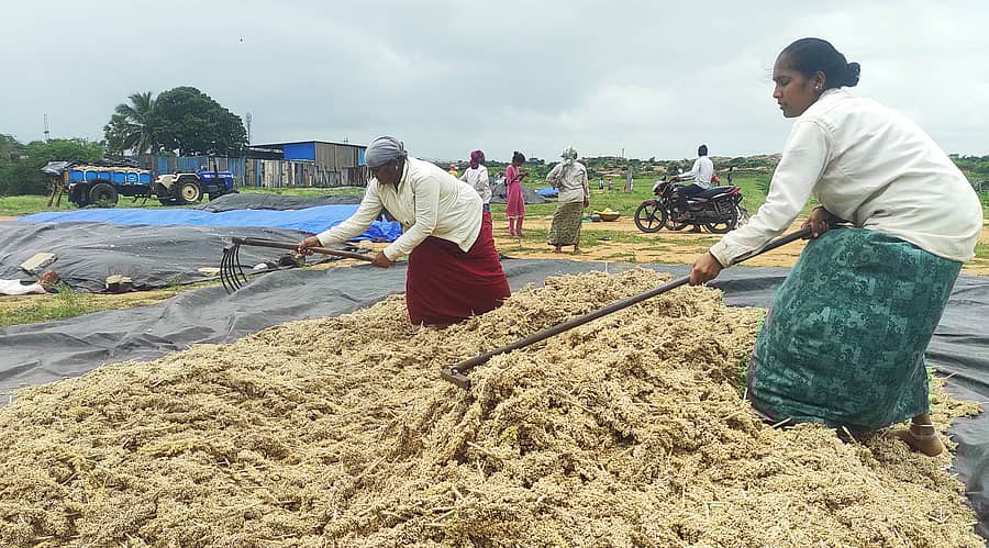 ಕಳೆದ ಕೆಲದಿನಗಳಿಂದ ಸುರಿಯುತ್ತಿರುವ ನಿರಂತರ ಮಳೆ ಕೊಂಚ ಬಿಡುವು ನೀಡುತ್ತಿದ್ದಂತೆ ಮರಿಯಮ್ಮನಹಳ್ಳಿ ತಾಂಡಾ ಬಳಿ ಕಟಾವು ಮಾಡಿ ರಾಶಿ ಹಾಕಿದ ಜೋಳದ ತೆನೆಗಳನ್ನು ರೈತ ಮಹಿಳೆಯರು ಒಣಗಿಸಲು ಪ್ರಯತ್ನಿಸುತ್ತಿರುವ ದೃಶ್ಯ ಗುರುವಾರ ಕಂಡು ಬಂದಿತು
