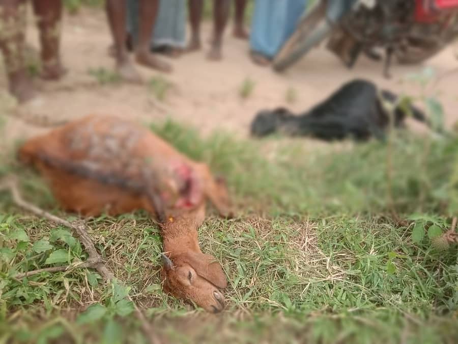 ಗುಂಡ್ಲುಪೇಟೆ ತಾಲ್ಲೂಕಿನ ಮಂಚಹಳ್ಳಿ ಗ್ರಾಮದ ಹೊರವಲಯದ ಮಂಗಳಮ್ಮನ ಗುಡ್ಡದ ಸಮೀಪದಲ್ಲಿ ಚಿರತೆ ದಾಳಿಗೆ ಮೇಕೆಗಳು ಬಲಿಯಾಗಿವೆ