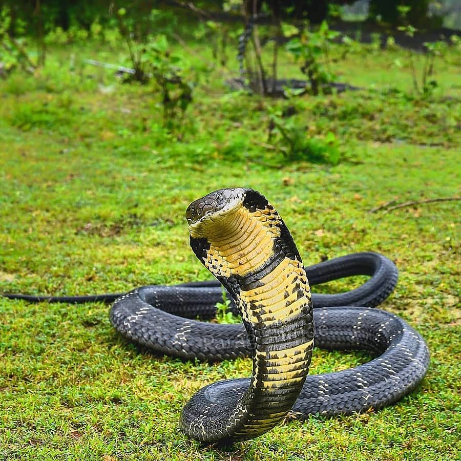 ಕಾಳಿಂಗ ಸರ್ಪಚಿತ್ರ: ವೈಲ್ಡ್‌ ಕರ್ನಾಟಕ