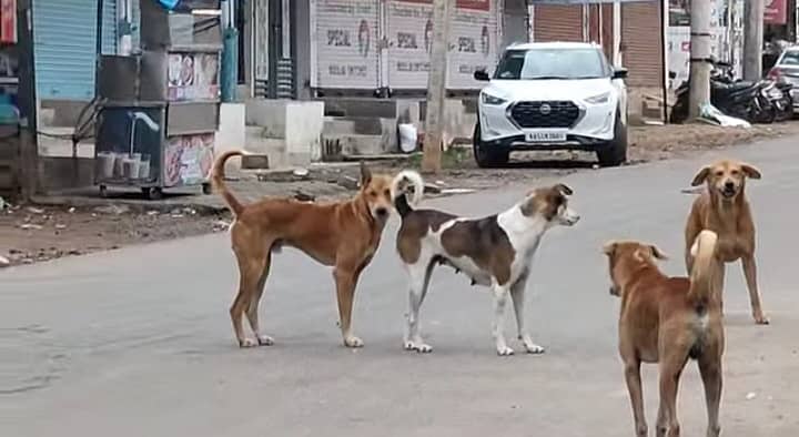 ಕೆ.ಆರ್. ಪೇಟೆ ಪಟ್ಟಣದ ಬೀದಿಗಳಲ್ಲಿ ಹಿಂಡು ಹಿಡಾಗಿ ಬೀದಿ ನಾಯಿಗಳು ಸಂಚರಿಸುತ್ತಿರುವುದು