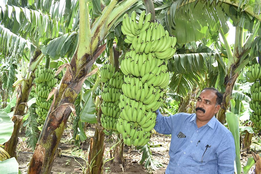 ಚಿಂಚೋಳಿ ತಾಲ್ಲೂಕು ದೇಗಲಮಡಿಯ ರೈತ ವೃತೇಂದ್ರರೆಡ್ಡಿ ಅವರ ಬೆಳೆದ ಬಾಳೆ ತೋಟದಲ್ಲಿ ಗಿಡಿಗಳು ದೊಡ್ಡ ಗೊನೆಗಳು ಬಿಟ್ಟಿರುವುದು