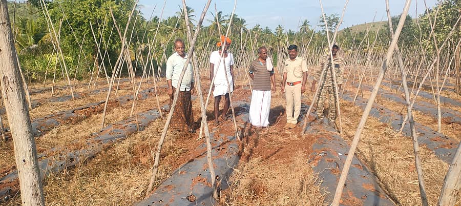 ಹುಳಿಯಾರು ಹೋಬಳಿ ರಂಗನಕೆರೆಯಲ್ಲಿ ಟೊಮೆಟೊ ನಾಟಿ ಮಾಡಲು ಸಿದ್ಧಗೊಳಿಸಿದ್ದ ತಾಕಿಗೆ ಕಾಡುಹಂದಿಗಳು ನುಗ್ಗಿ ನಾಶಗೊಳಿಸಿರುವುದನ್ನು ಅಧಿಕಾರಿಗಳು ಪರಿಶೀಲಿಸಿದರು