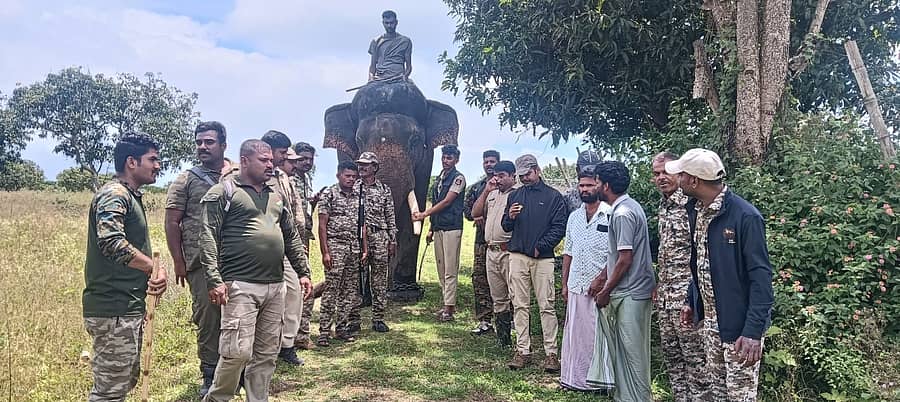 ಬಂಡೀಪುರ ಹುಲಿ ಸಂರಕ್ಷಿತ ಪ್ರದೇಶದ ಮದ್ದೂರು ವಲಯ ವ್ಯಾಪ್ತಿಯಲ್ಲಿ ಹುಲಿ ಸೆರೆ ಹಿಡಿಯಲು ಅರಣ್ಯ ಇಲಾಖೆ ಸಾಕಾನೆ ಮೂಲಕ ಕೂಂಬಿಂಗ್ ನಡೆಸಿದರು