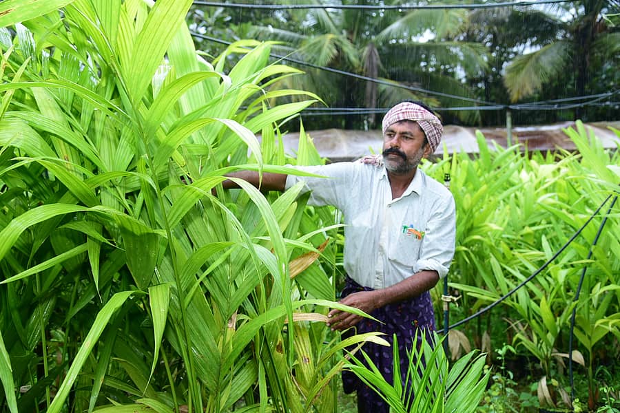 ನರ್ಸರಿಯಲ್ಲಿ ಗಿಡಗಳ ಆರೈಕೆಯಲ್ಲಿ ಮುತ್ತಣ್ಣ   ಚಿತ್ರಗಳು: ಮಾಲತೇಶ ಇಚ್ಚಂಗಿ