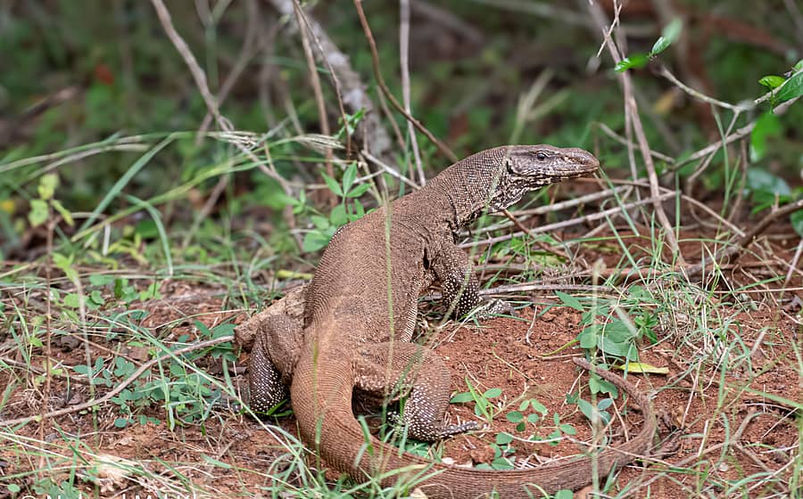 ಉಡ (ಸಾಂದರ್ಭಿಕ ಚಿತ್ರ)