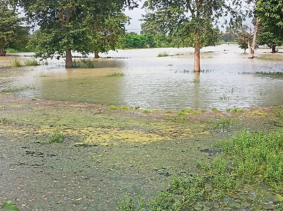 ಬೆಳಗಾವಿ ಹೊರವಲಯದ ಭತ್ತದ ಗದ್ದೆಯಲ್ಲಿ ನೀರು ಕಟ್ಟಿಕೊಂಡಿದ್ದರಿಂದ ಅಪಾರ ಪ್ರಮಾಣದ ಪಾಚಿ ಬೆಳೆದಿದೆ