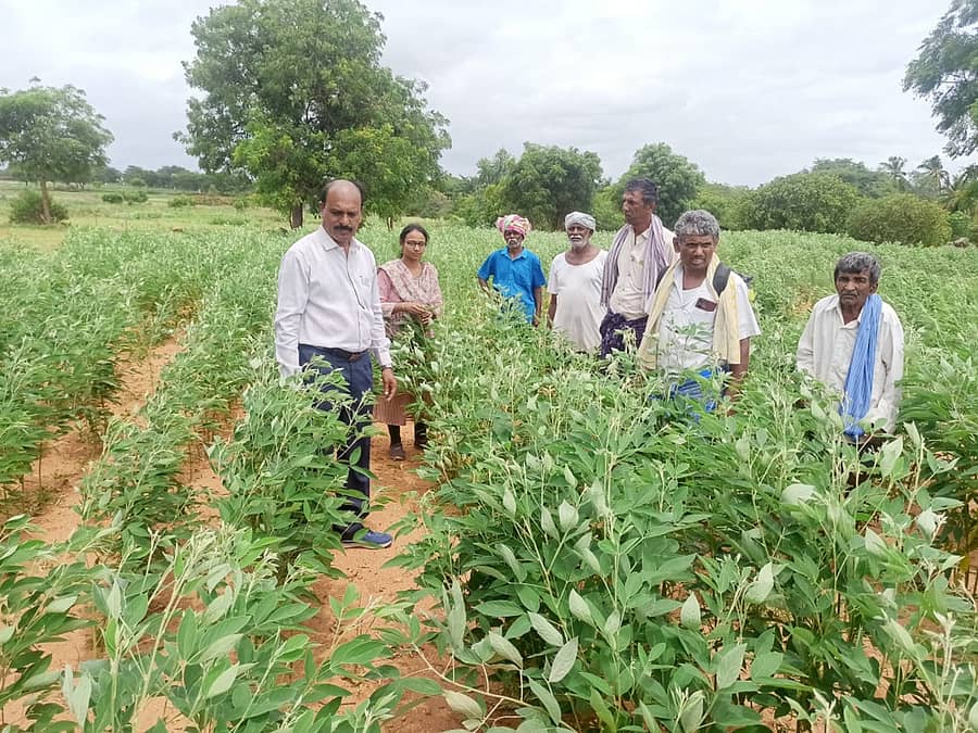 ಚಿಂತಾಮಣಿ ತಾಲ್ಲೂಕಿನಲ್ಲಿ ನಳನಳಿಸುತ್ತಿರುವ ತೊಗರಿ ಬೆಳೆ