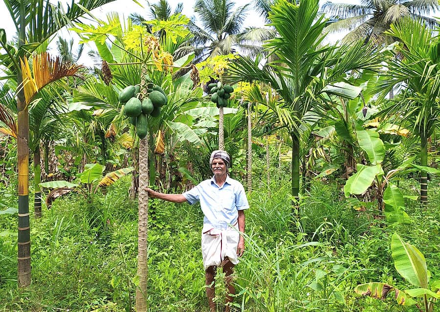 ಅಡಿಕೆ, ತೆಂಗು, ಬಾಳೆ ಮತ್ತು ಪಪ್ಪಾಯ ತೋಟದಲ್ಲಿ ರವೀಂದ್ರನಾಥ್