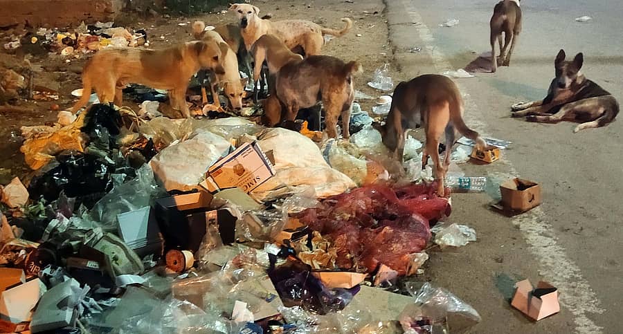 ಬಾಗೇಪಲ್ಲಿಯ ಗೂಳೂರು ರಸ್ತೆಯಲ್ಲಿ ಸುರಿದ ತ್ಯಾಜ್ಯ, ತಿಂಡಿ ತಿನಿಸು ಸೇವಿಸಲು ಬೀದಿನಾಯಿಗಳು ಗುಂಪು ಕಟ್ಟಿರುವುದು