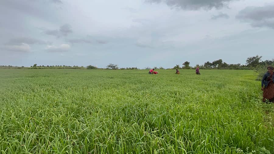 ಕಡೂರು ತಾಲ್ಲೂಕಿನ ಪಂಚನಹಳ್ಳಿಯಲ್ಲಿ ರಾಗಿ ಬೆಳೆ ಹುಲುಸಾಗಿ ಬೆಳೆದಿರುವುದು