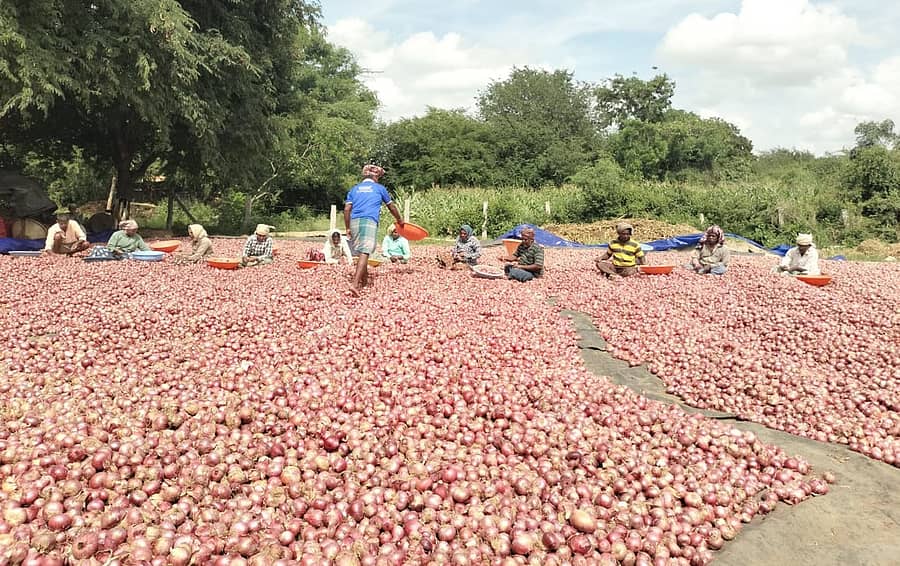 ಹೂವಿನಹಡಗಲಿ ತಾಲ್ಲೂಕು ಉತ್ತಂಗಿಯಲ್ಲಿ ಕಾರ್ಮಿಕರು ಈರುಳ್ಳಿ ಗ್ರೇಡಿಂಗ್ ಮಾಡುತ್ತಿರುವುದು