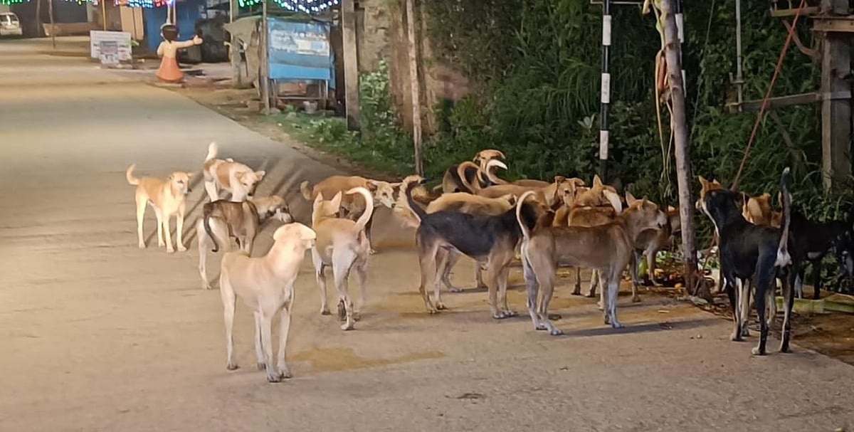ಅನಾಥ ಶಿಶುವನ್ನು ಸುತ್ತುವರಿದು ರಕ್ಷಿಸಿದ ಬೀದಿನಾಯಿಗಳು.. ಇಲ್ಲಿದೆ ರೋಚಕ ಸುದ್ದಿ