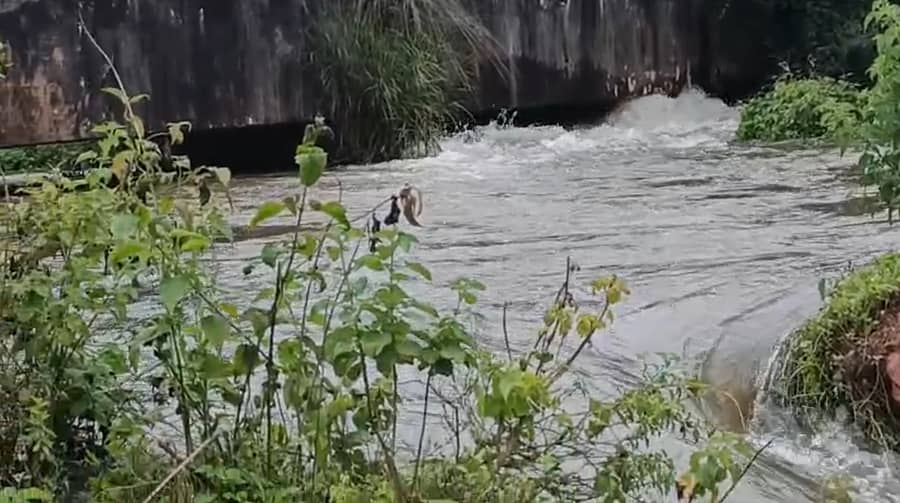 ಸಾಸ್ವೆಹಳ್ಳಿ ಸಮೀಪದ ಕ್ಯಾಸಿನಕೆರೆ ಪಶು ವೈದ್ಯಕೀಯ ಆಸ್ಪತ್ರೆ ಹಿಂಭಾಗ ಭದ್ರಾ ನಾಲೆಯ ಅಕ್ವಡಕ್ ಬುಧವಾರ ರಾತ್ರಿ ಒಡೆದಿದ್ದು, ನಾಲೆ ನೀರು ಹಳ್ಳದ ಮೂಲಕ ನದಿ ಸೇರುತ್ತಿದೆ