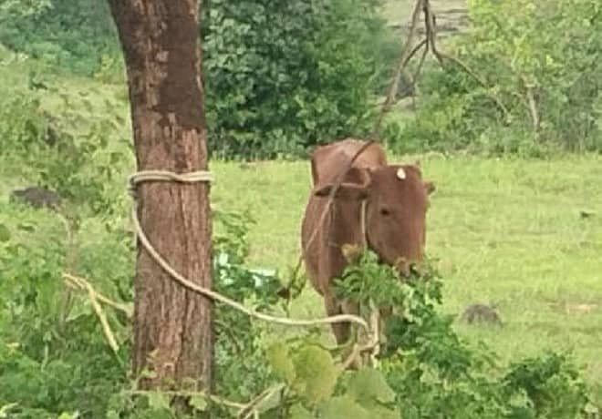 <div class="paragraphs"><p>ಜಾನುವಾರು </p></div>