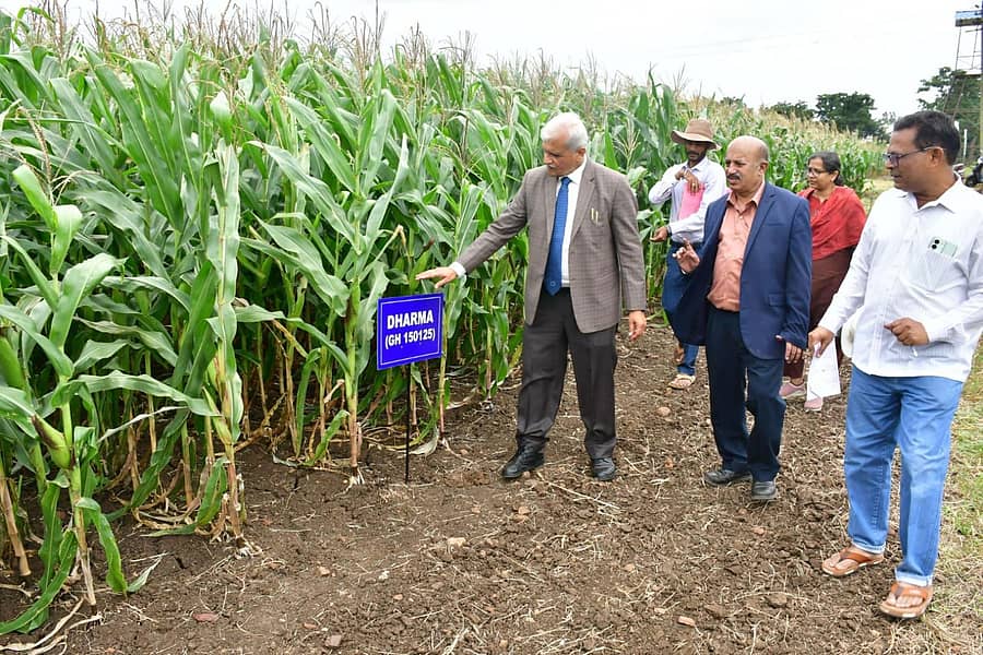 ಧಾರವಾಡದ ಕೃಷಿ ವಿಶ್ವವಿದ್ಯಾಲಯ ಆವರಣದ ಬೆಳೆ ಪ್ರಯೋಗ ತಾಕಿನಲ್ಲಿ ಕುಲಪತಿ ಪ್ರೊ.ಪಿ.ಎಲ್‌.ಪಾಟೀಲ ಅವರು ಮುಸುಕಿನ ಜೋಳ ಧರ್ಮ ಹೈಬ್ರಿಡ್‌ ತಳಿ ಬೆಳೆ ವೀಕ್ಷಿಸಿದರು