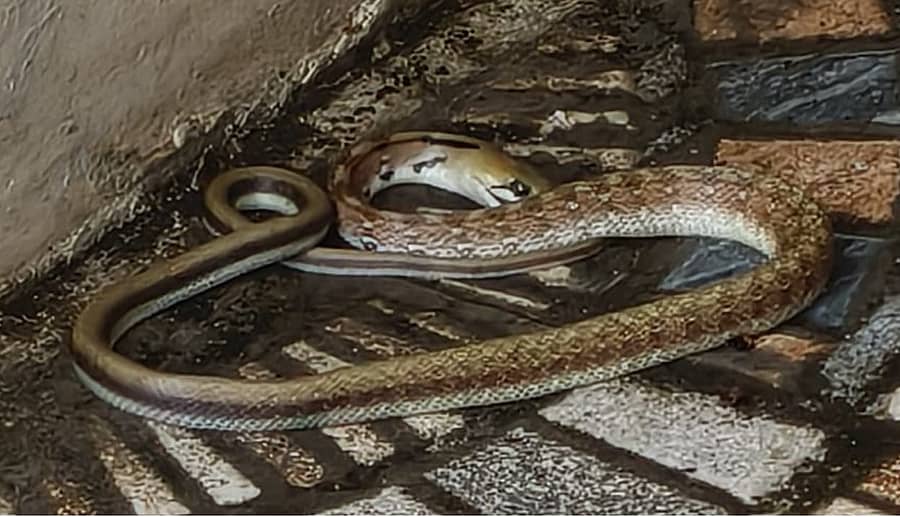 ರಾಯಚೂರಿನ ಮಾವಿನಕೇರಿ ರಸ್ತೆಯಲ್ಲಿರುವ ಜಿಲ್ಲಾ ವಿಕಲಚೇತನರ ಹಾಗೂ ಹಿರಿಯ ನಾಗರಿಕರ ಸಬಲೀಕರಣ ಇಲಾಖೆ ಕಚೇರಿಯಲ್ಲಿ ಕಂಡು ಬಂದ ನಾಗರಹಾವು