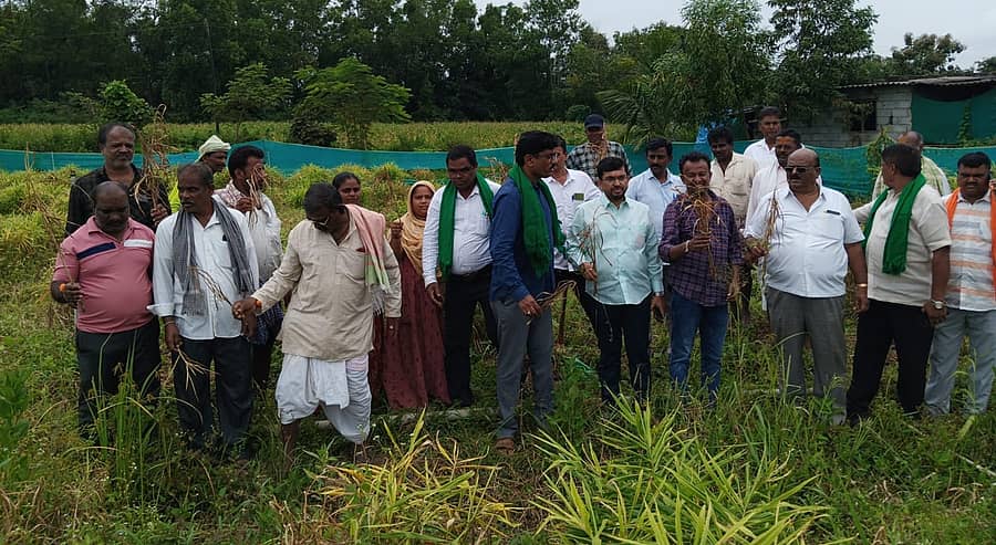 ಮುಂಡಗೋಡ ತಾಲ್ಲೂಕಿನಲ್ಲಿ ಅತಿಯಾದ ಮಳೆಯಿಂದ ಹಾಳಾದ ಬೆಳೆಯನ್ನು ಬಿಜೆಪಿ ಮುಖಂಡರ ತಂಡವು ಗುರುವಾರ ಗದ್ದೆಗಳಿಗೆ ಭೇಟಿ ನೀಡಿ ಪರಿಶೀಲಿಸಿದರು