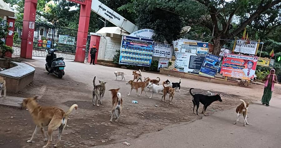 ದೊಡ್ಡಬಳ್ಳಾಪುರದ ಆರ್.ಎಲ್.ಜಾಲಪ್ಪ ಕಾಲೇಜಿನ ಸಮೀಪ ಬೀದಿ ನಾಯಿಗಳ ಹಿಂಡು