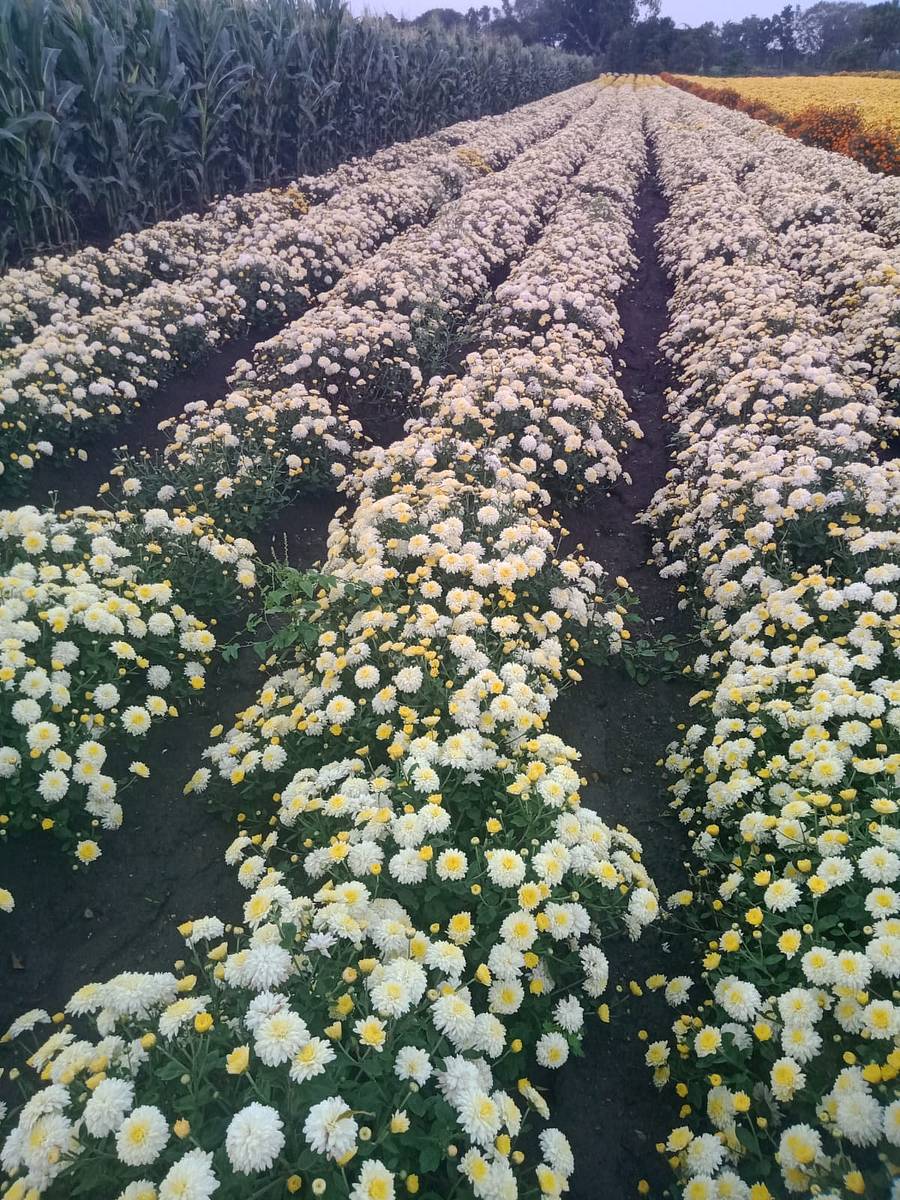 ರೈತ ದೂಳಪ್ಪ ಡೊಳ್ಳಿನ ಅವರ ಸೇವಂತಿ ಹೂವಿನ ತೋಟ