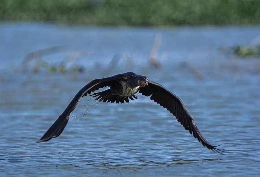 ದೊಡ್ಡಬಳ್ಳಾಪುರ ತಾಲ್ಲೂಕಿನ ಅರಳುಮಲ್ಲಿಗೆ ಕೆರೆ ಅಂಗಳದಲ್ಲಿ ರೆಕ್ಕೆ, ಕಾಲುಗಳಿಗೆ ನೈಲಾನ್‌ ದಾರ ಸುತ್ತಿಕೊಂಡು ಕಷ್ಟಪಟ್ಟು ಹಾರಾಟ ಮಾಡುತ್ತಿರುವ ನೀರು ಕಾಗೆ