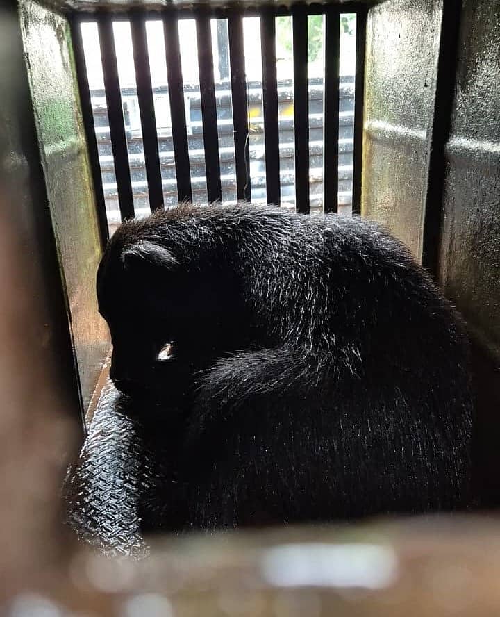 ಹೊಸಪೇಟೆಯಲ್ಲಿ ಸೆರೆಯಾದ ಕರಡಿ