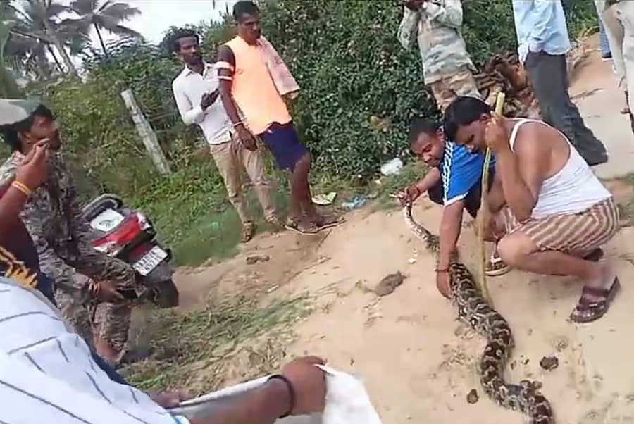 ಹಾರೋಹಳ್ಳಿ ತಾಲ್ಲೂಕಿನ ಗುಳ್ಳಹಟ್ಟಿ ಕಾವಲ್ ಗ್ರಾಮದಲ್ಲಿ ಕಾಣಿಸಿಕೊಂಡಿದ್ದ ಹೆಬ್ಬಾವು 