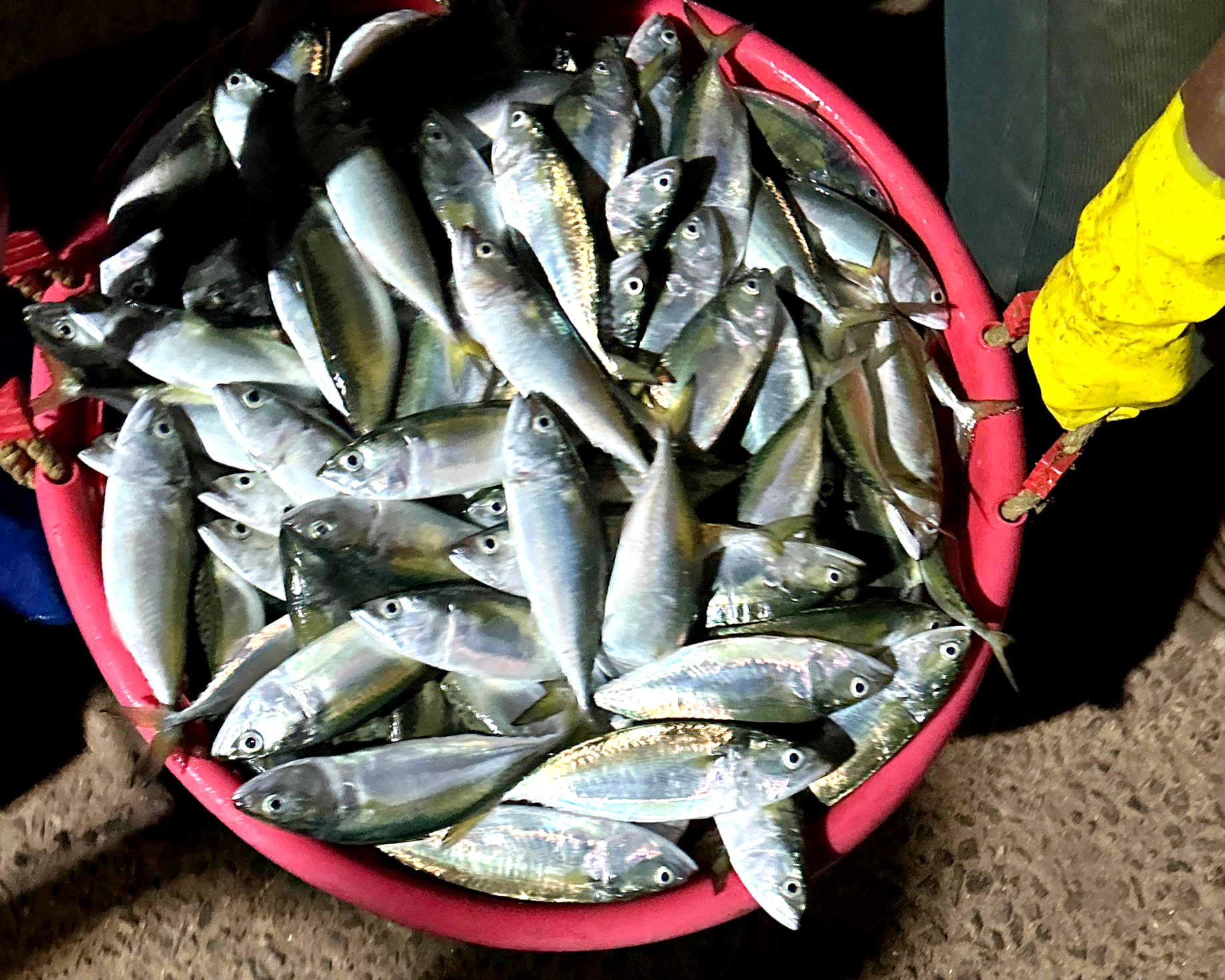 <div class="paragraphs"><p>ಕುಮಟಾ ಪಟ್ಟಣದ ವನ್ನಳ್ಳಿ ಸಮುದ್ರ ತೀರದಲ್ಲಿ ರಾತ್ರಿ ಹಿಡಿದ ತಾಜಾ ಬಂಗಡೆ ಮೀನು.</p></div>