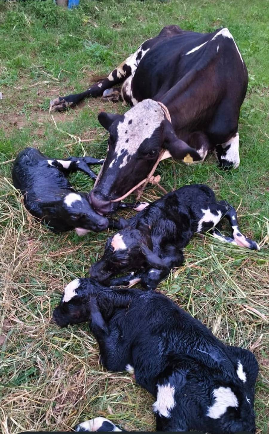ಮೂರು ಕರುಗಳೊಂದಿಗೆ ಹಸು