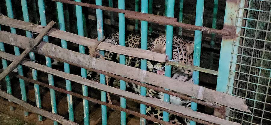 ಹೊಸದುರ್ಗದ ಕುಂಚಿಟಿಗ ಮಠದ ಸಮೀಪ ಬೋನಿಗೆ ಸೆರೆಯಾಗಿರುವ ಚಿರತೆ