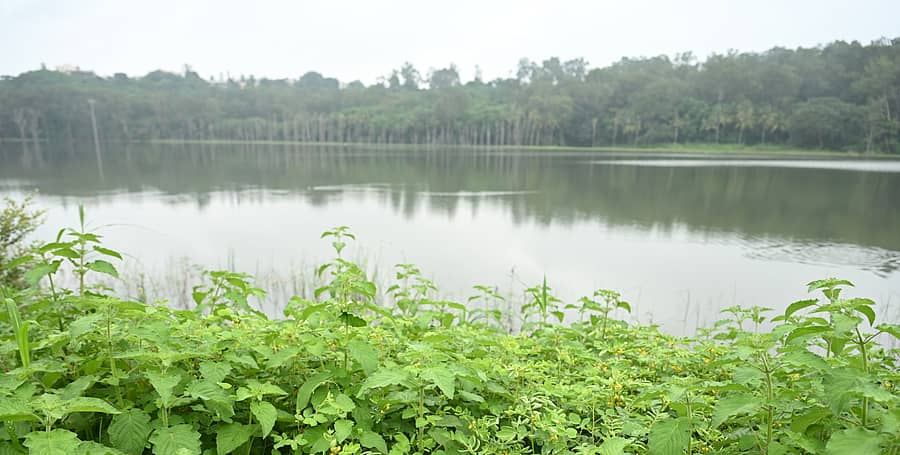 ಬೀದರ್‌ನ ಪಾಪನಾಶ ಕೆರೆಯ ಸುತ್ತಲೂ ಹಸಿರಿನ ಹೊದಿಕೆ