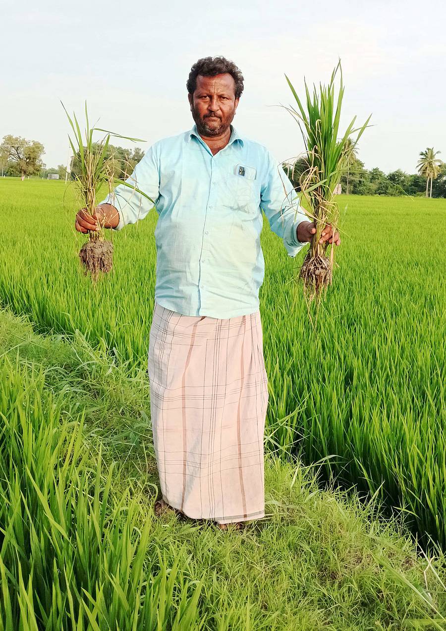 ಸಿಂಧನೂರು ತಾಲ್ಲೂಕಿನ ಸಾಸಲಮರಿ ಗ್ರಾಮದ ಜಮೀನೊಂದರಲ್ಲಿ ಭತ್ತಕ್ಕೆ ಬಡ್ಡೆ ಕೊರೆಯುವ ರೋಗ ಬಂದಿರುವುದರಿಂದ ಬುಡ ಕೊಳೆತಿರುವುದನ್ನು ರೈತರೊಬ್ಬರು ತೋರಿಸಿದರು