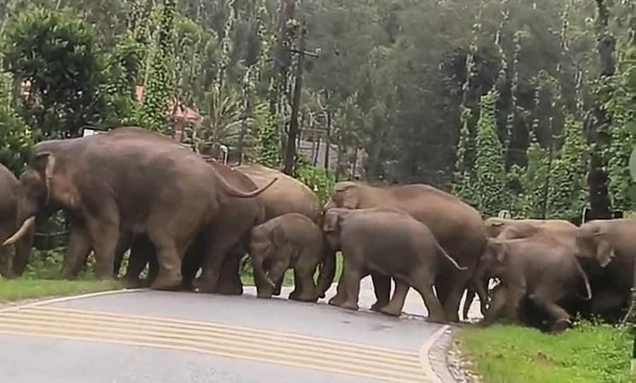 ಮೂಡಿಗೆರೆ ತಾಲ್ಲೂಕಿನ ಕಸ್ಕೇಬೈಲ್ ಸಮೀಪ ಹೆದ್ದಾರಿ ದಾಟಿದ ಕಾಡಾನೆಗಳು